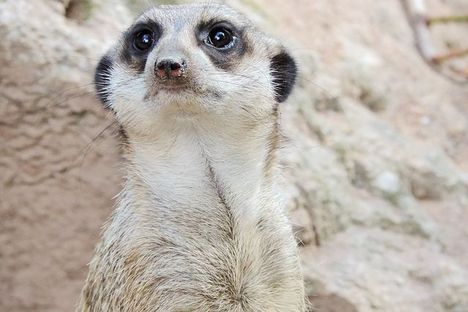 Im Tierpark Gettorf gibt es Erdmännchen zu sehen