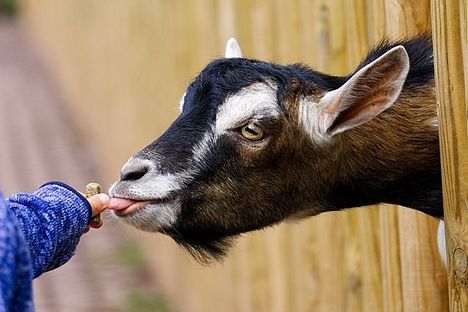 Im Streichelzoo im Tierpark Gettorf gibt es Zwergziegen